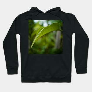 Leaf Hoodie